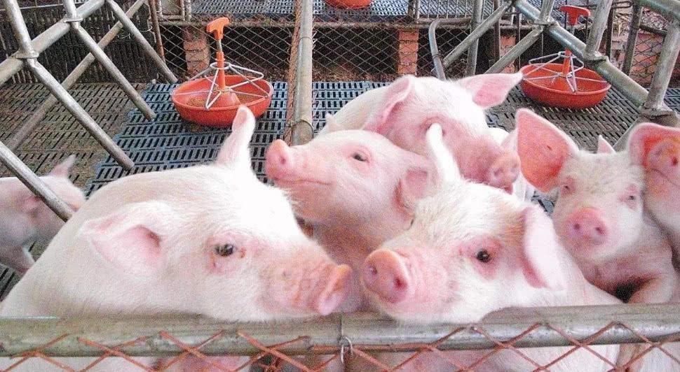 养猪场用臭氧发生器